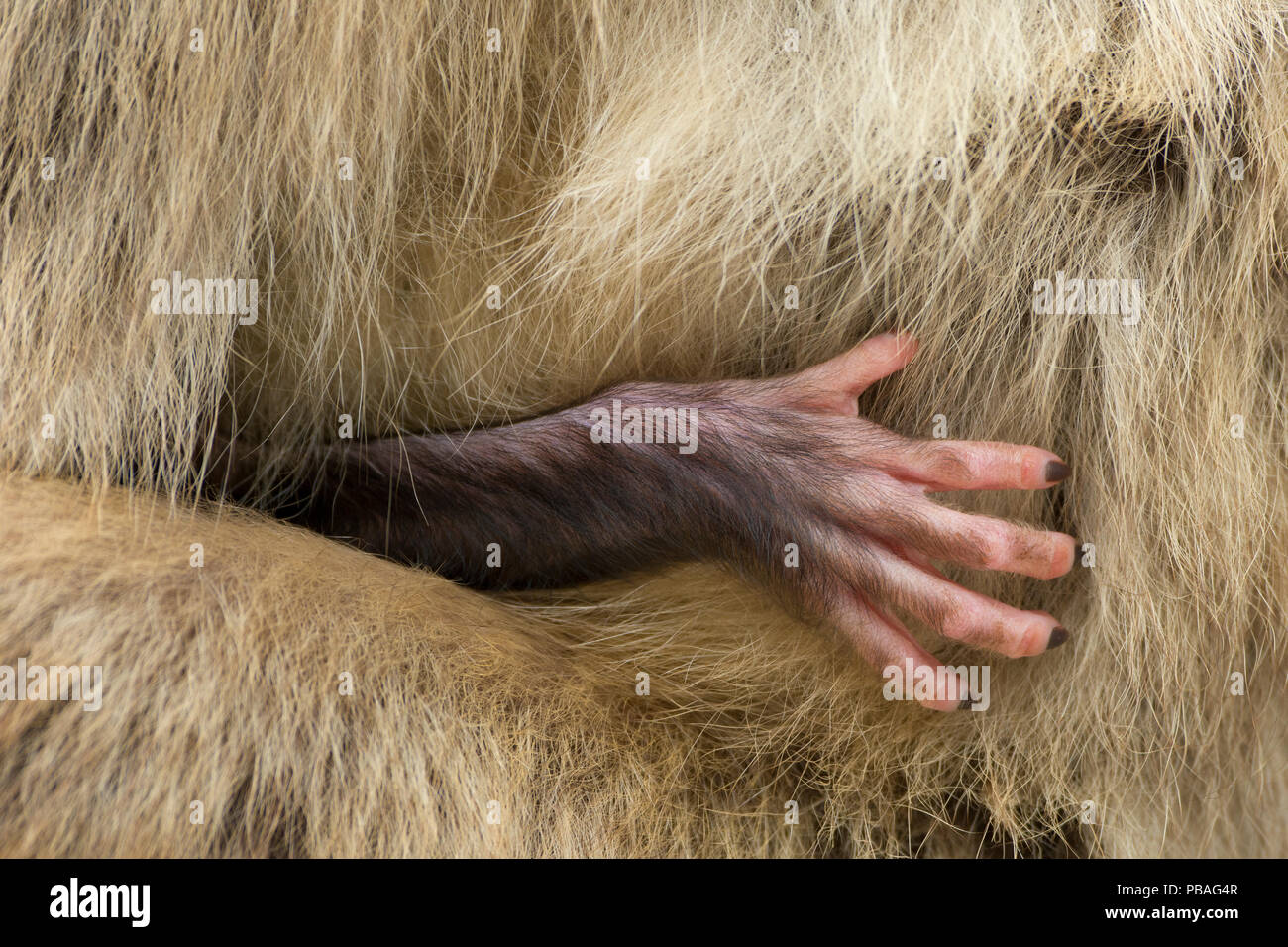 Barbary macaque (Macaca sylvanus) neonati mano azienda su adulti pelliccia. Gibilterra Riserva Naturale, Gibilterra Foto Stock