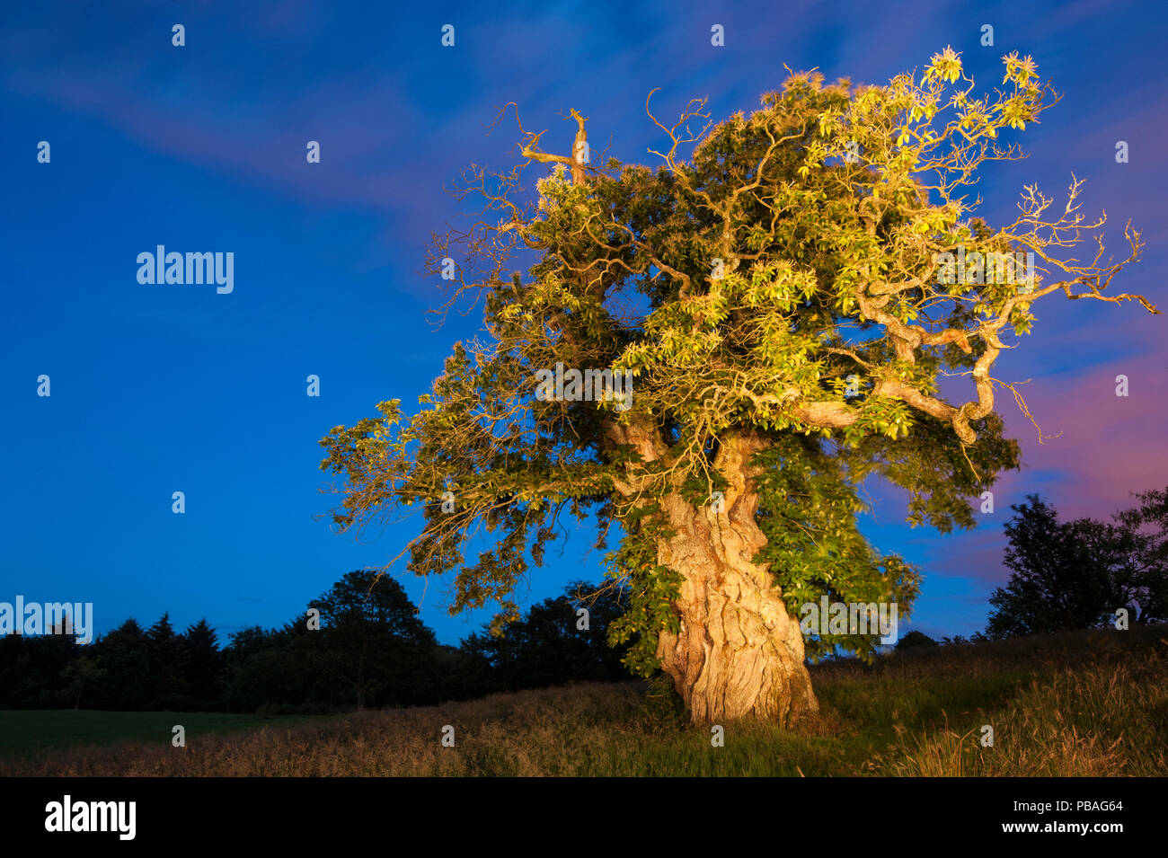 Queen Mary's Tree, un veterano dolce castagno (Castanea sativa) oltre 600 anni, Cumbernauld, Scozia, Luglio. Foto Stock