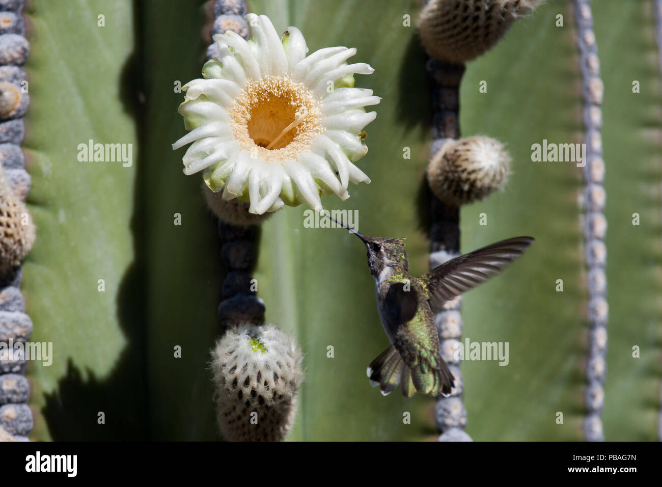 Nero-chinned hummingbird (Archilochus alexandri) volare verso un elefante cactus (Pachycereus Pringlei) fiore, Vizcaino deserto, Baja California, Messico, maggio. Foto Stock