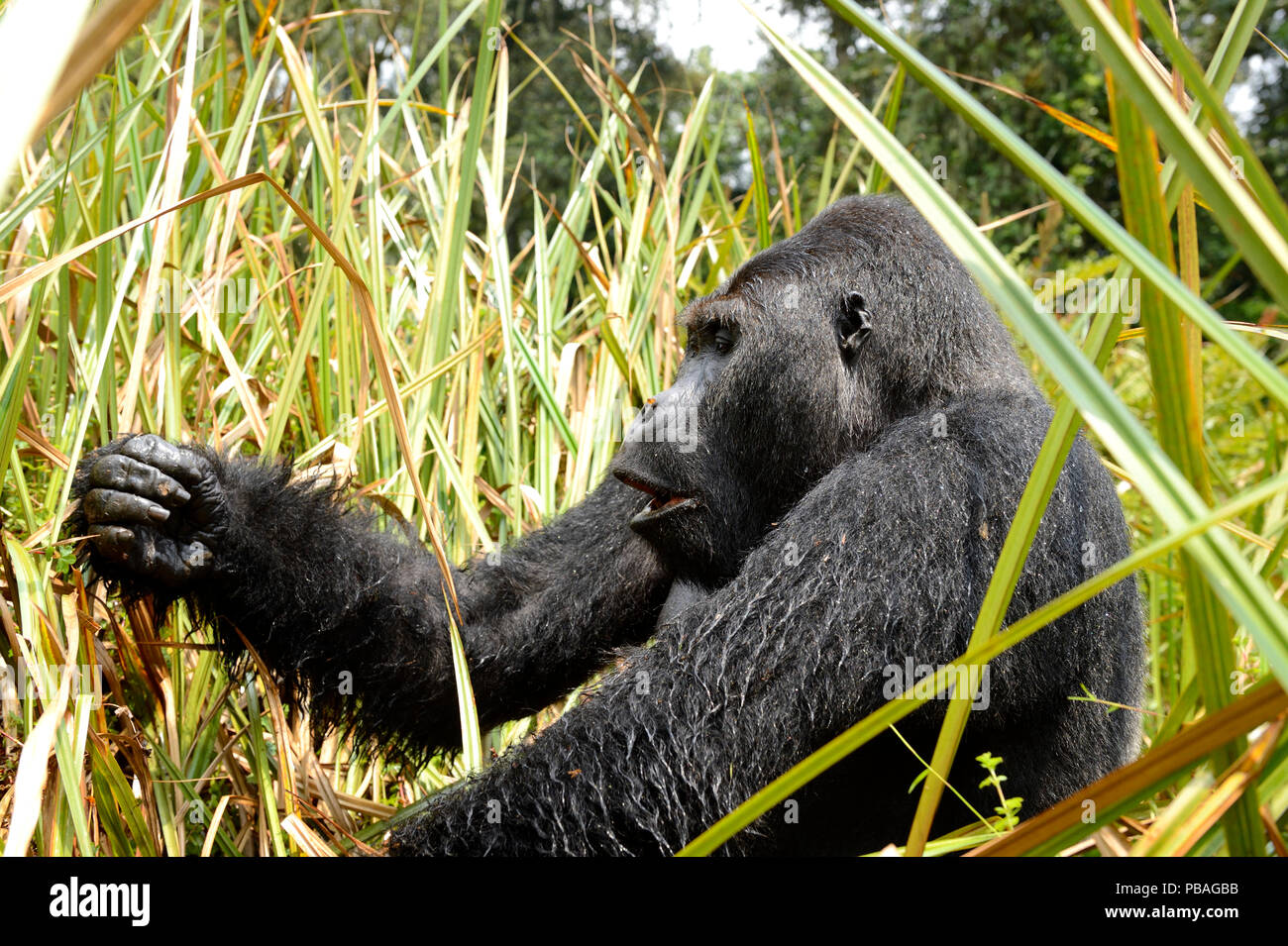 Pianura orientale (gorilla Gorilla beringei graueri), silverback maschio dominante, alimentando nelle paludi, Kahuzi Biega NP, Repubblica Democratica del Congo. Foto Stock