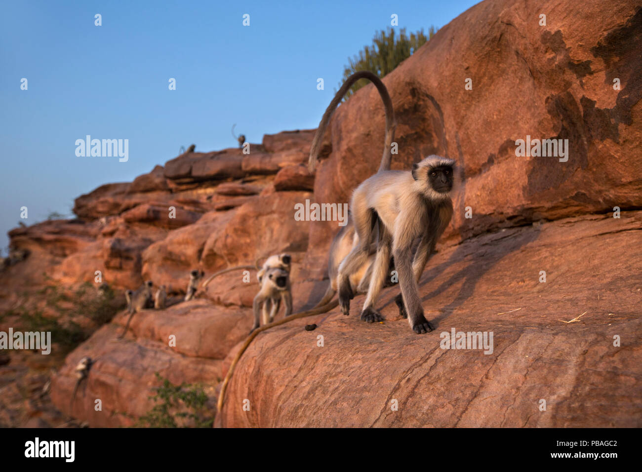 Pianure meridionali langur grigio / Hanuman langurs (Semnopithecus dussumieri) camminando lungo un bordo di battuta . Jodhpur, Rajasthan, India. Marzo. Foto Stock