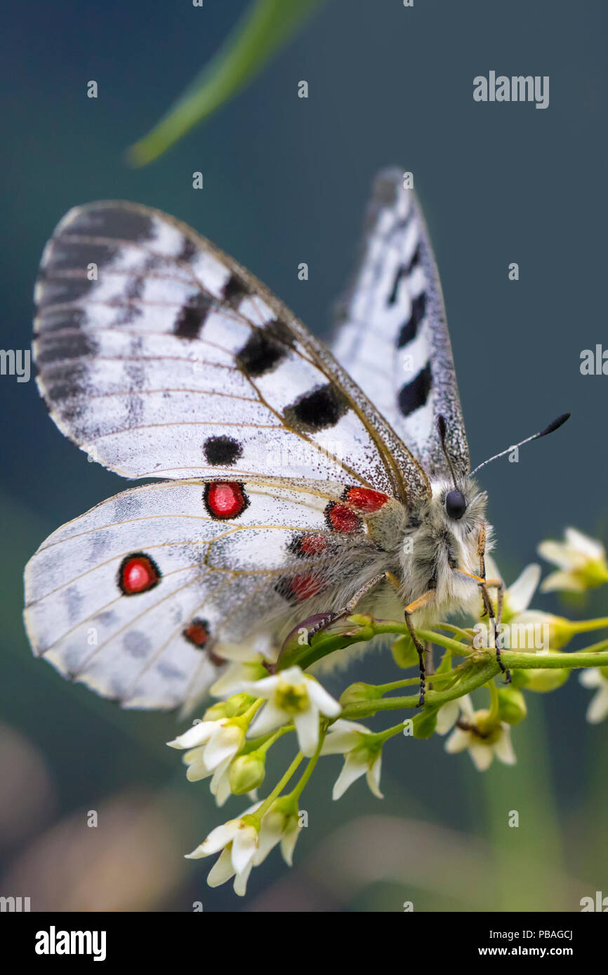 Apollo butterfly (Parnassius apollo) Nordtirol, Alpi austriache. Giugno. Foto Stock