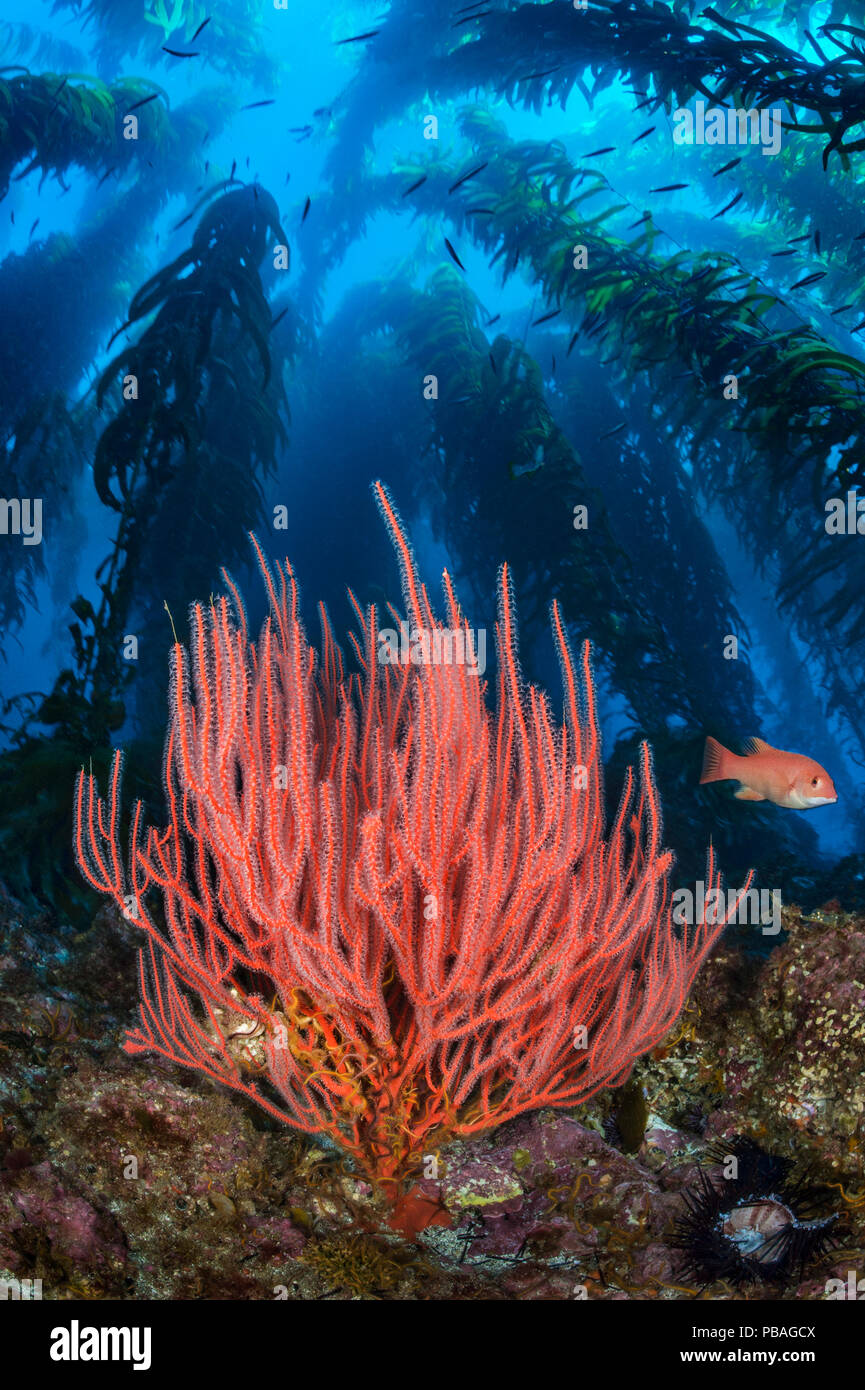 Gorgonie rosse (Lophogorgia chilensis) cresce al di sotto di una foresta gigante di Kelp (Macrocystis pyrifera), con femmina California sheephead pesce (Semicossyphus pulcher). Santa Barbara Island, Isole del Canale, California, Stati Uniti d'America. Settembre. Foto Stock