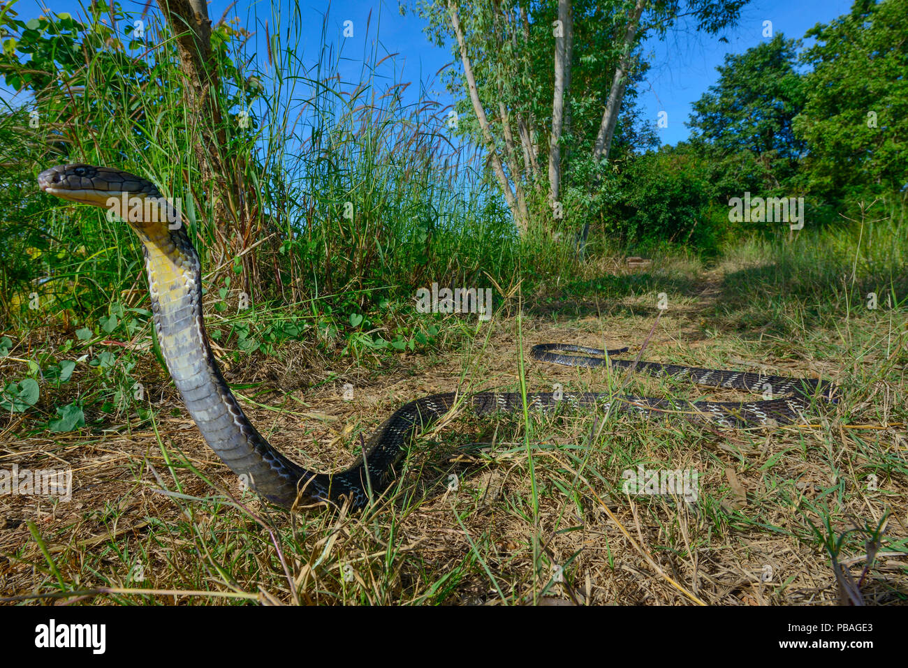 Cobra reale (Ophiophagus hannah) Thailandia Foto Stock