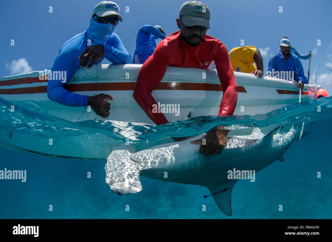 MAR Alliance ricercatori con grande squalo martello Sphyrna mokarran) catturata per la ricerca scientifica, Lighthouse Reef Atoll, Belize. Maggio 2015. Foto Stock