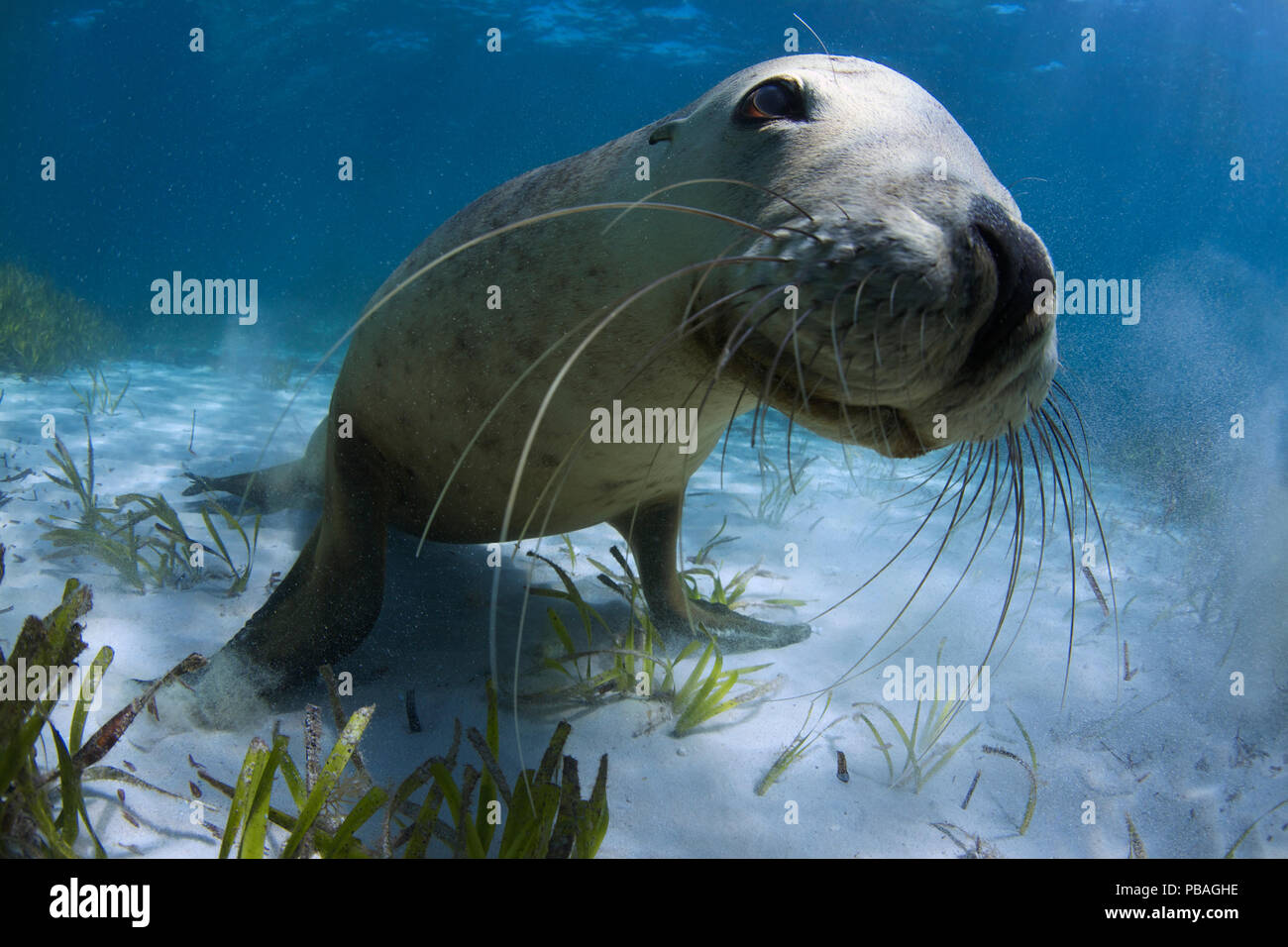 Mare australiana (Neophoca cinerea) capretti giocando nella sabbia, Carnac Island, Western Australia. Foto Stock