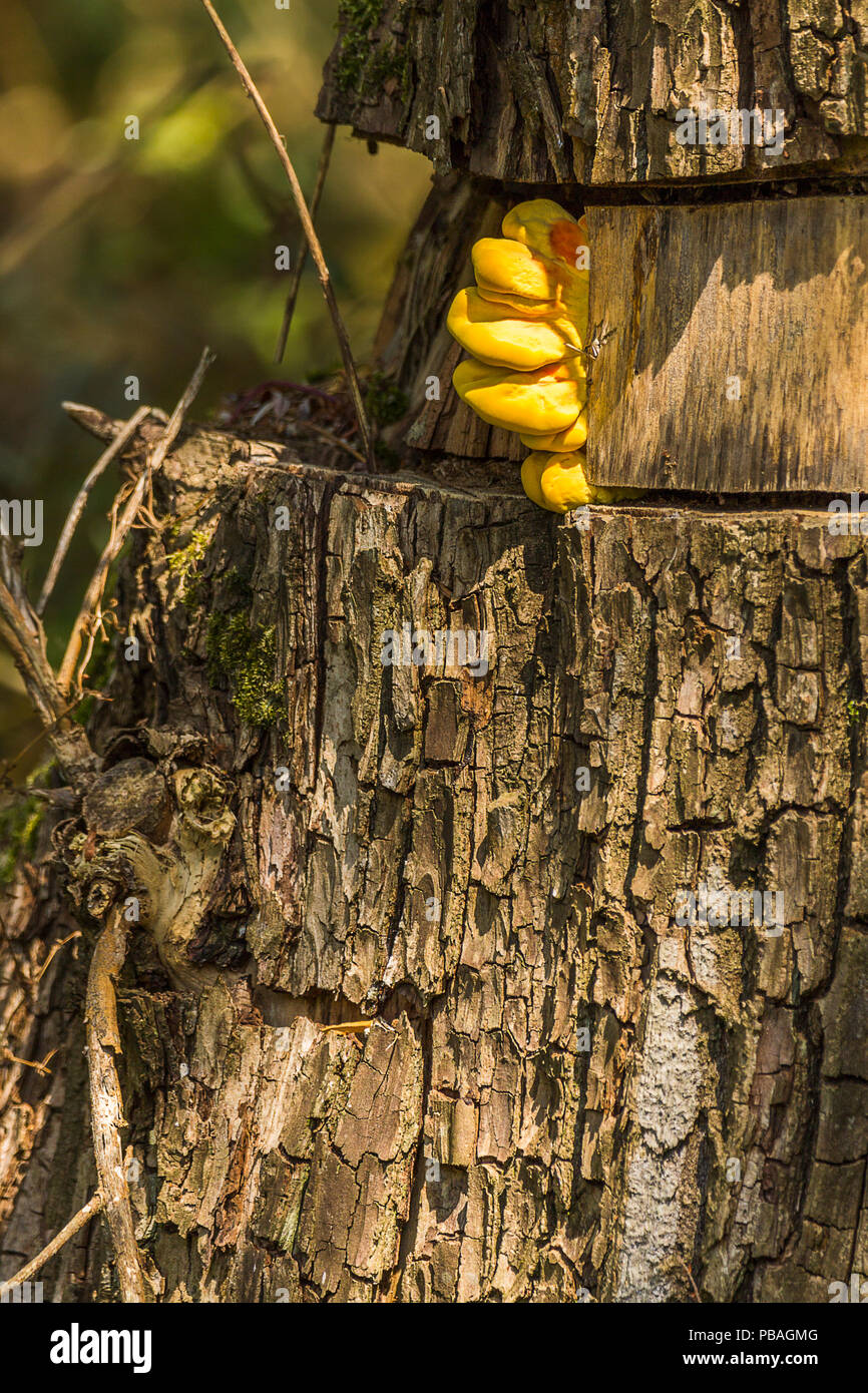 Giallo funghi su cinto tree dove la corteccia deve essere. I funghi della staffa o mensola funghi cresce in vari livelli di dimensioni e diventa più grande rispetto a quella nuova. Foto Stock
