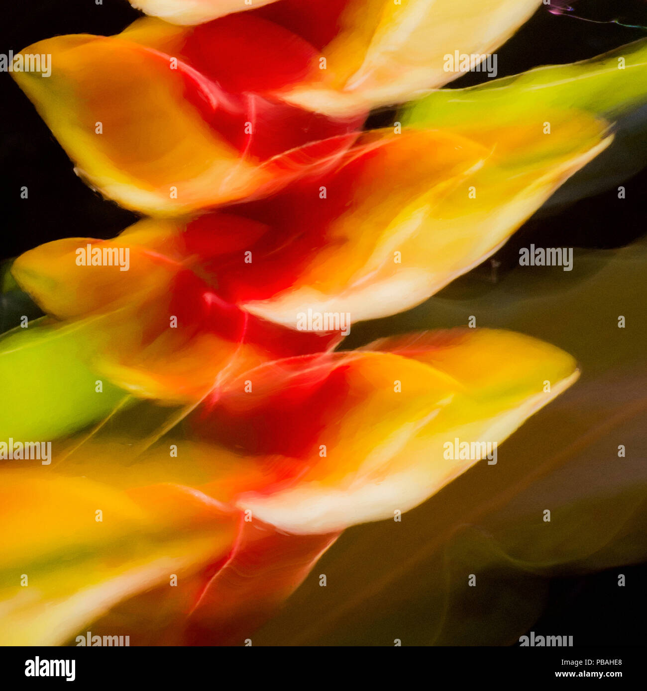 Intenzionale movimento della fotocamera fotografia di heliconia rostrata Foto Stock