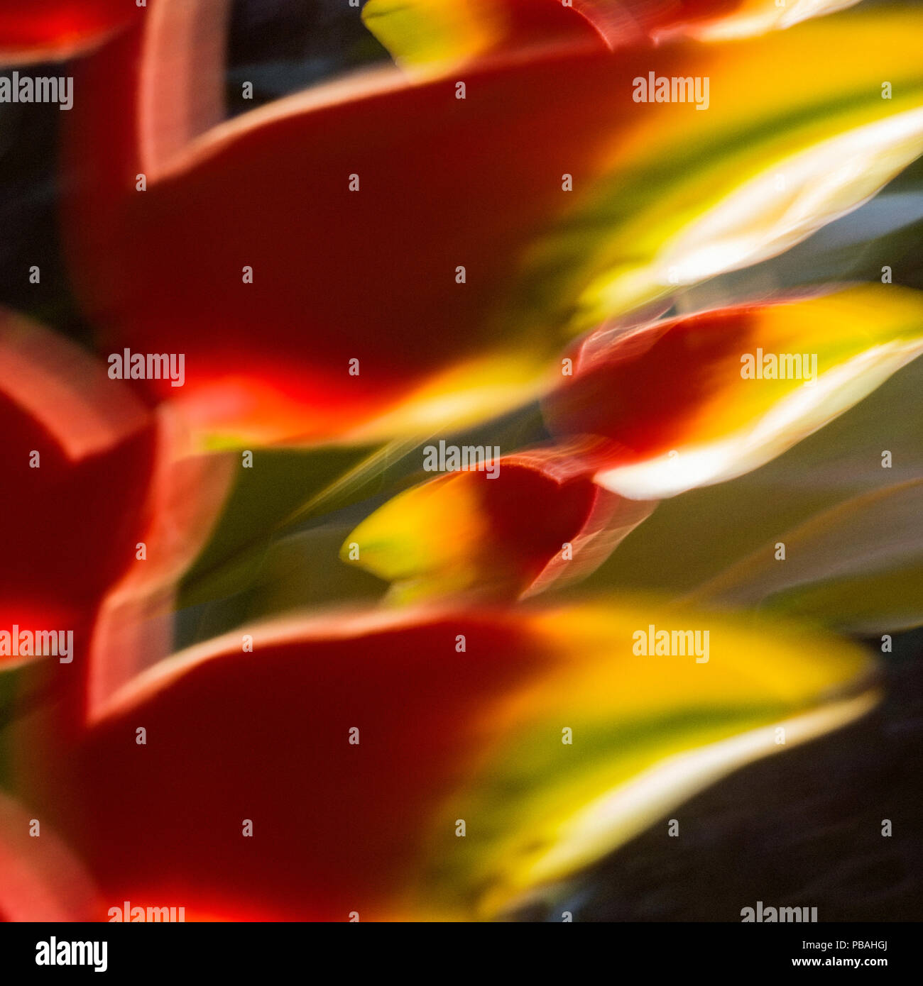 Intenzionale movimento della fotocamera fotografia di heliconia rostrata Foto Stock