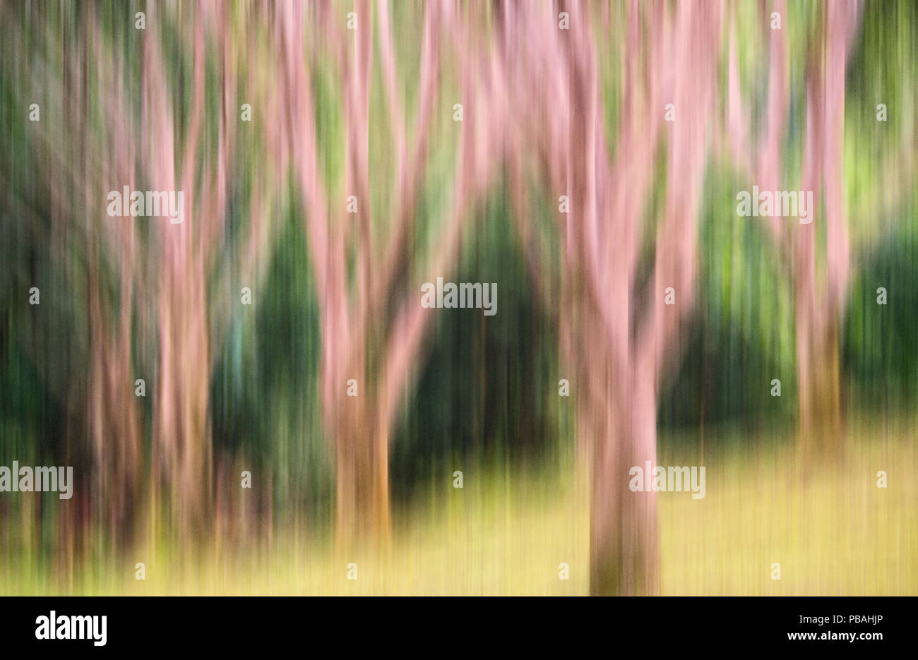 Intenzionale movimento della fotocamera fotografia di alberi in un parco Foto Stock