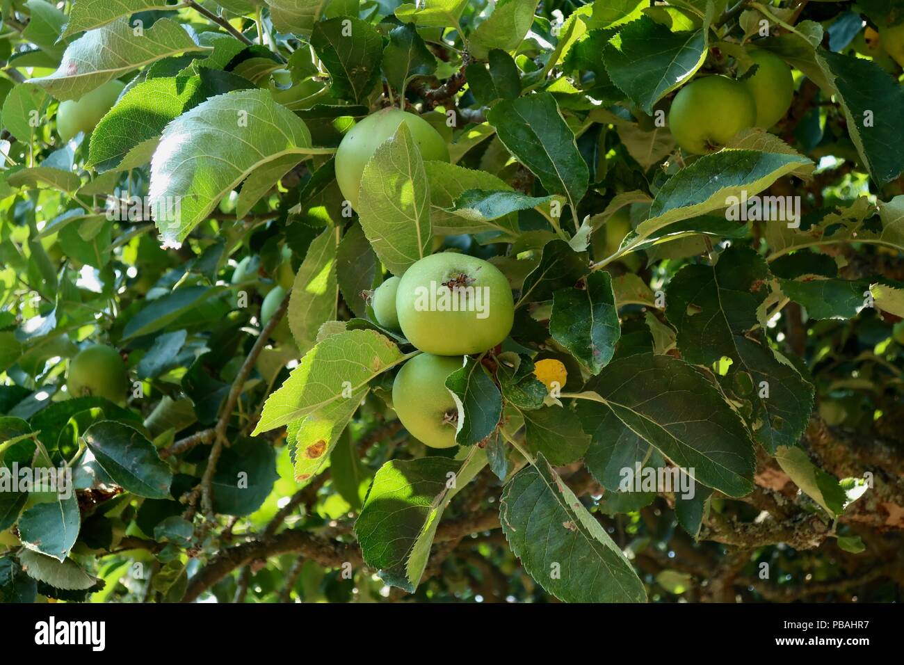 Bramley cooker mele in attesa di essere prelevato in un giardino di Norfolk. Foto Stock