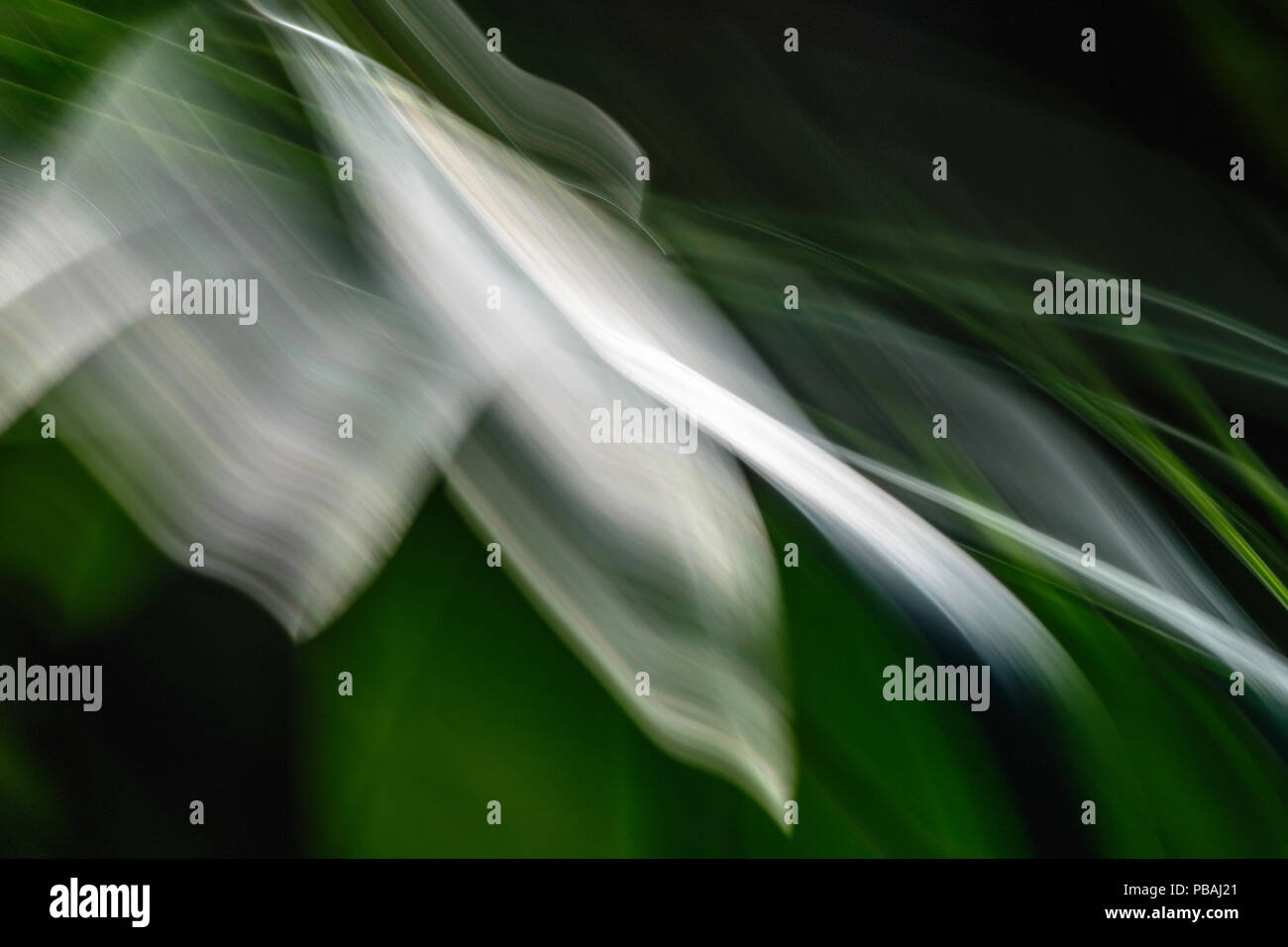 Intenzionale movimento della fotocamera fotografia della pianta di ombrello Foto Stock