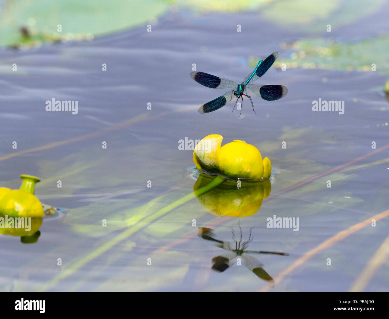 Nastrare Demoiselle Calopteryx splendens maschio in appoggio sul giglio di acqua.fiume Wensum. Norfolk Foto Stock