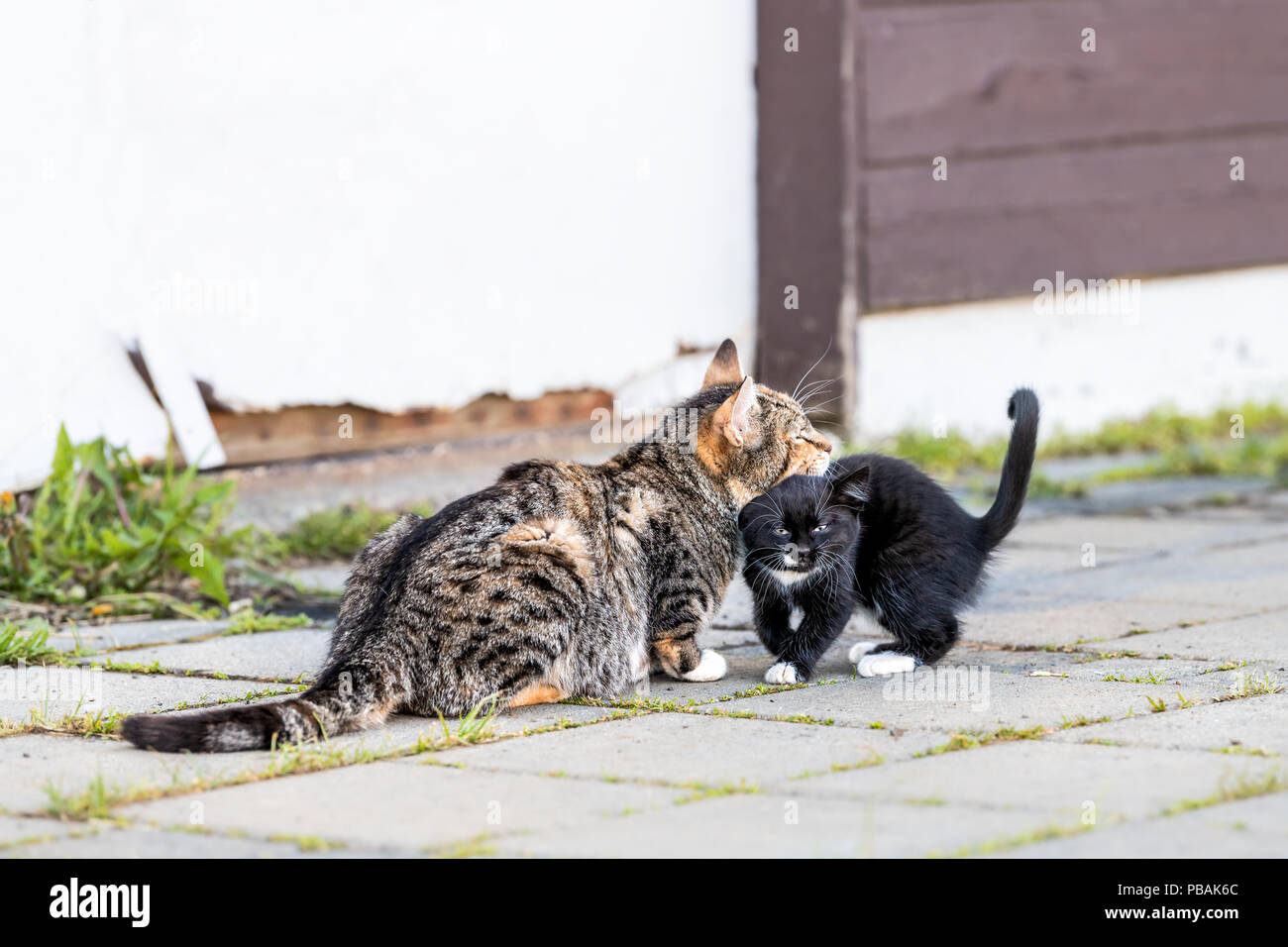 Tabby, calicò madre, mom cat e piccolo nero, bianco gattino, Kitty bonding, bunting, sfregamento, toelettatura all'aperto, fuori vicino a casa, costruendo Foto Stock