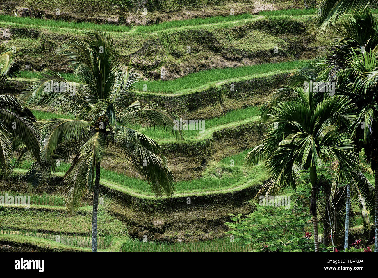 Campi di riso terrazzati a Bali, in Indonesia Foto Stock