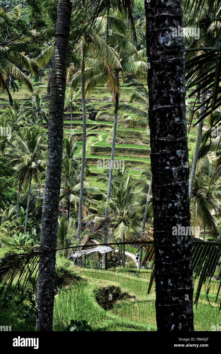 Campi di riso terrazzati a Bali, in Indonesia Foto Stock