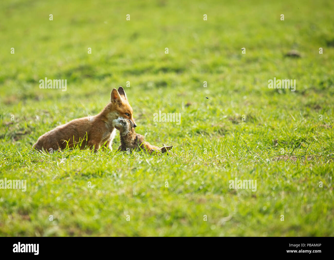 Una volpe cub portante un coniglio morto,Devon, Regno Unito Foto Stock