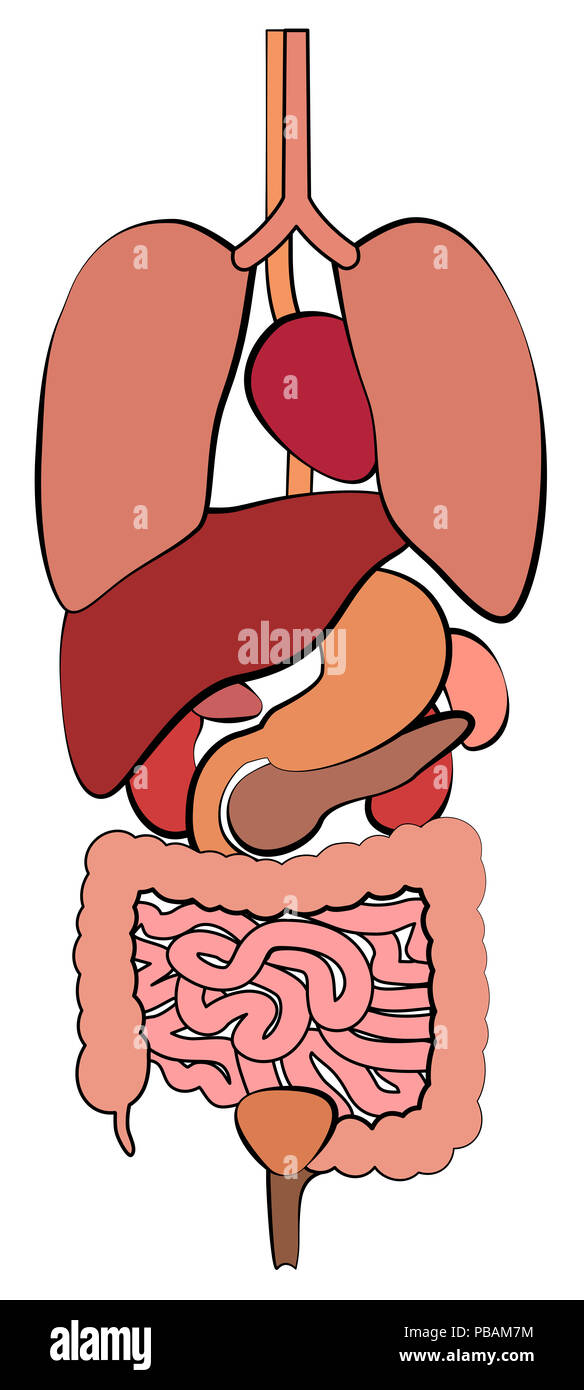 Sistema digestivo, tratto gastrointestinale con organi interni. Schema anatomia umana illustrazione - su sfondo bianco. Foto Stock