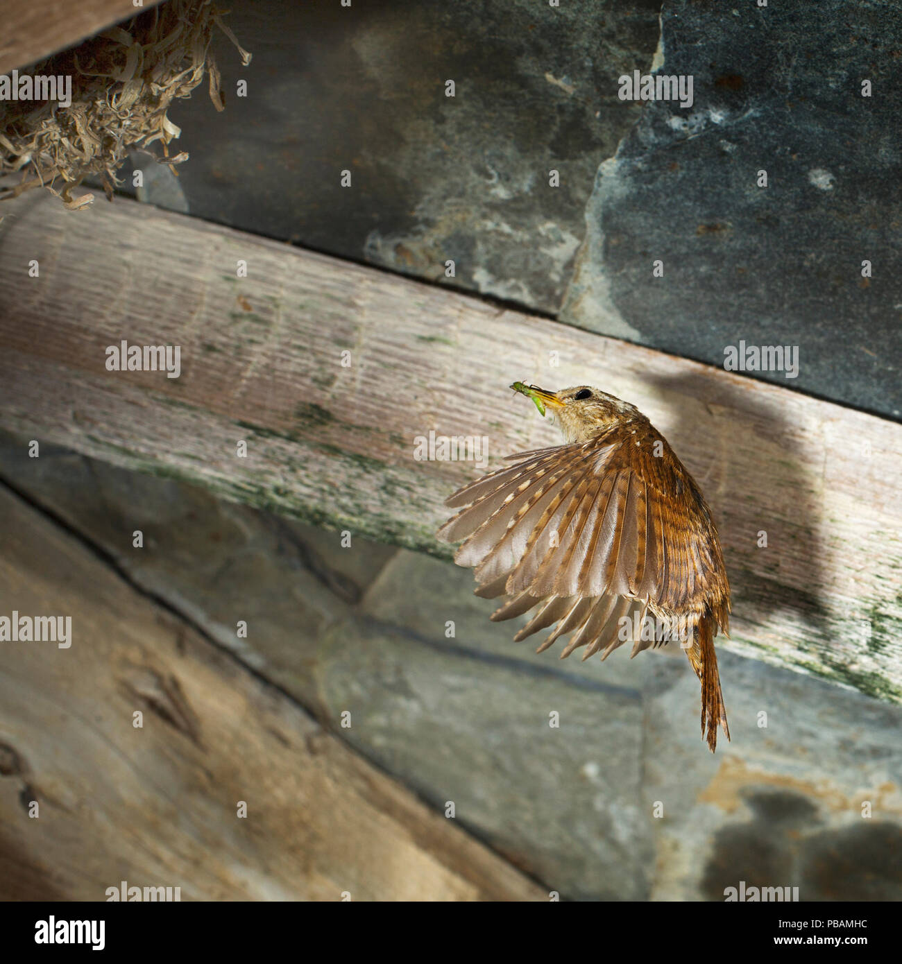 Un Wren di volare verso il nido con il cibo Foto Stock