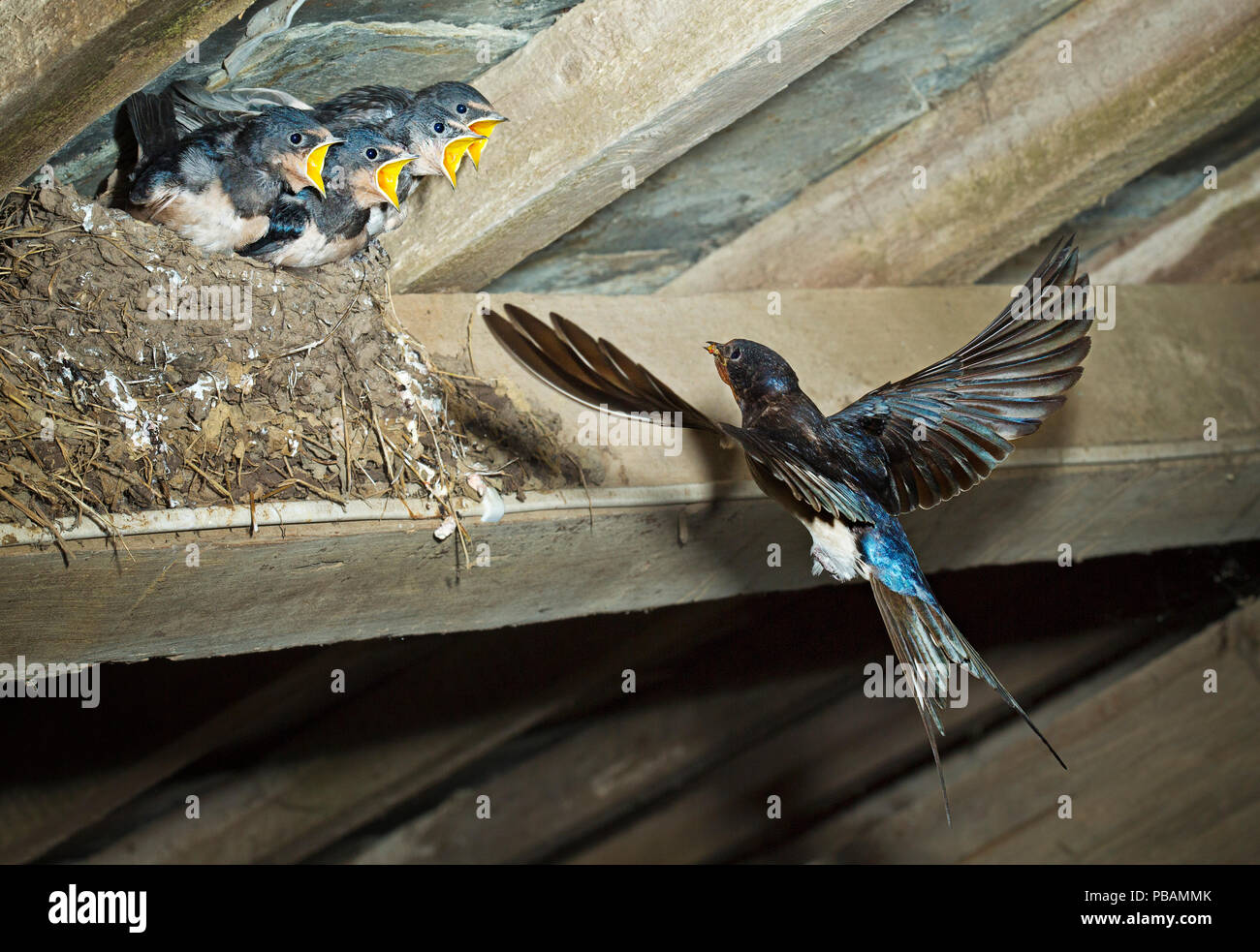 Swallow (Hirundo rustica) volare torna a Il Nido Foto Stock