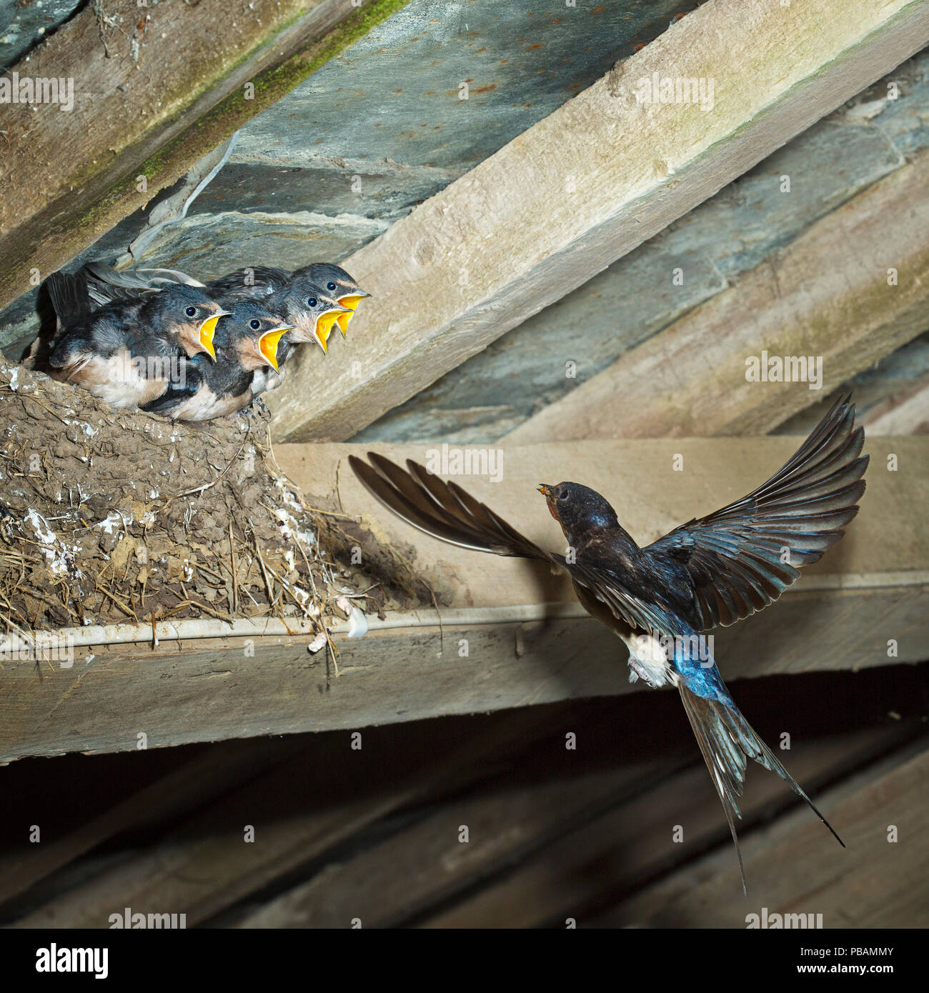 Swallow (Hirundo rustica) volare torna a Il Nido Foto Stock