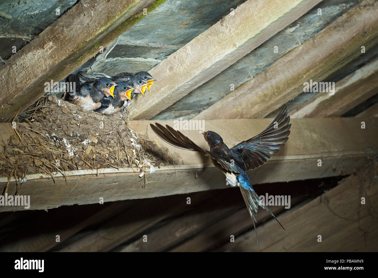 Swallow (Hirundo rustica) volare torna a Il Nido Foto Stock