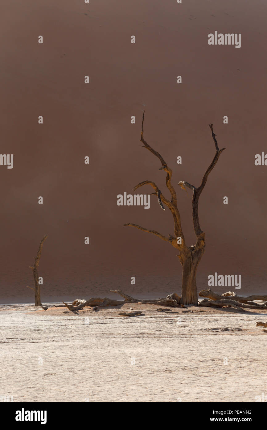 Antica camel Thorn trees (Acacia erioloba) a Deadvlei, Namibia. Foto Stock