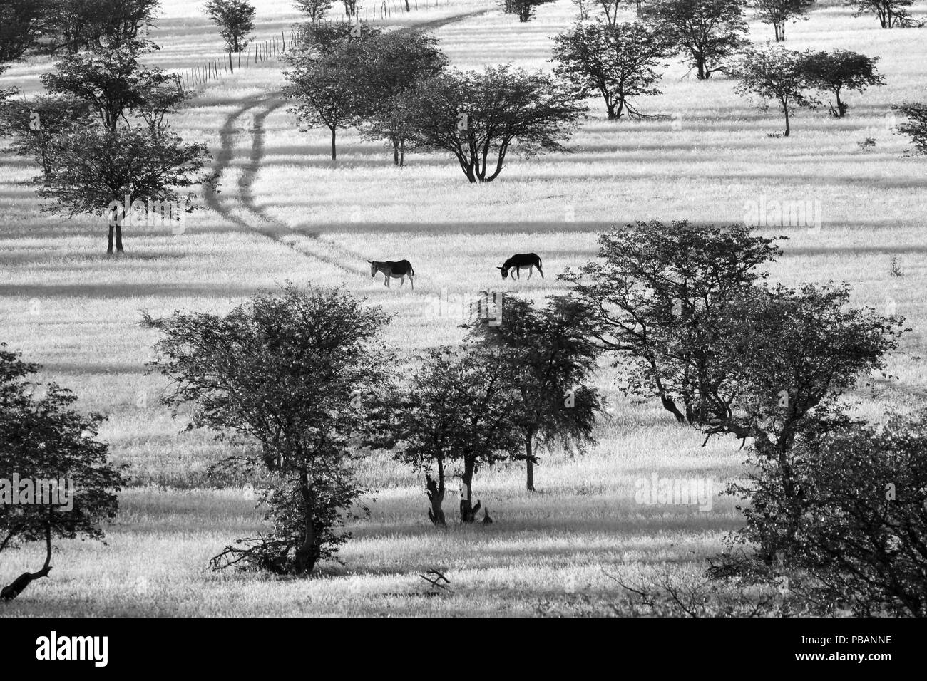 Immagine monocromatica di una coppia di asini camminando attraverso il bosco di mopane vicino Madisa camp, Damaraland, Namibia, con lunghe ombre della sera. Foto Stock