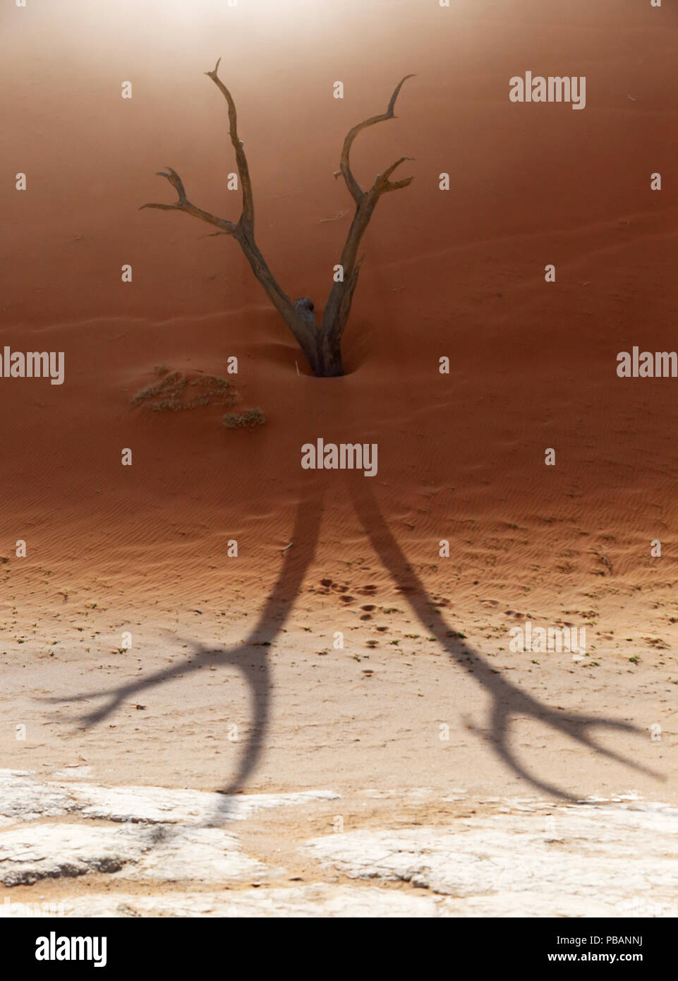 Un cammello morto thorn tree che assomiglia a una spettrale figura umana è consumato da una duna di sabbia, creando un'ingenua scena. Deadvlei, Namibia. Foto Stock