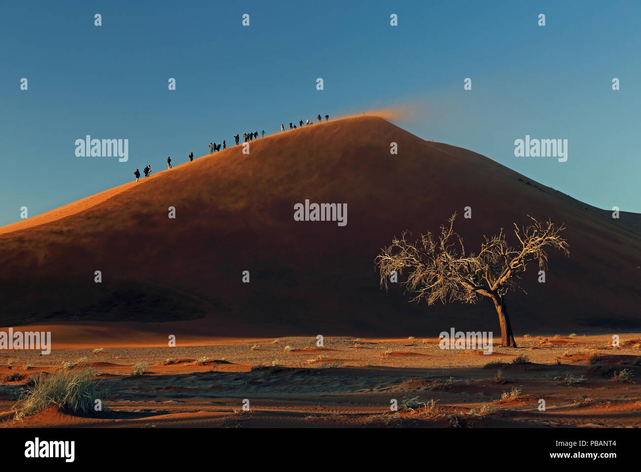 Walkers salita 45 dune nel deserto del Namib, Namibia, all alba con un cammello thorn acacia in primo piano. Foto Stock