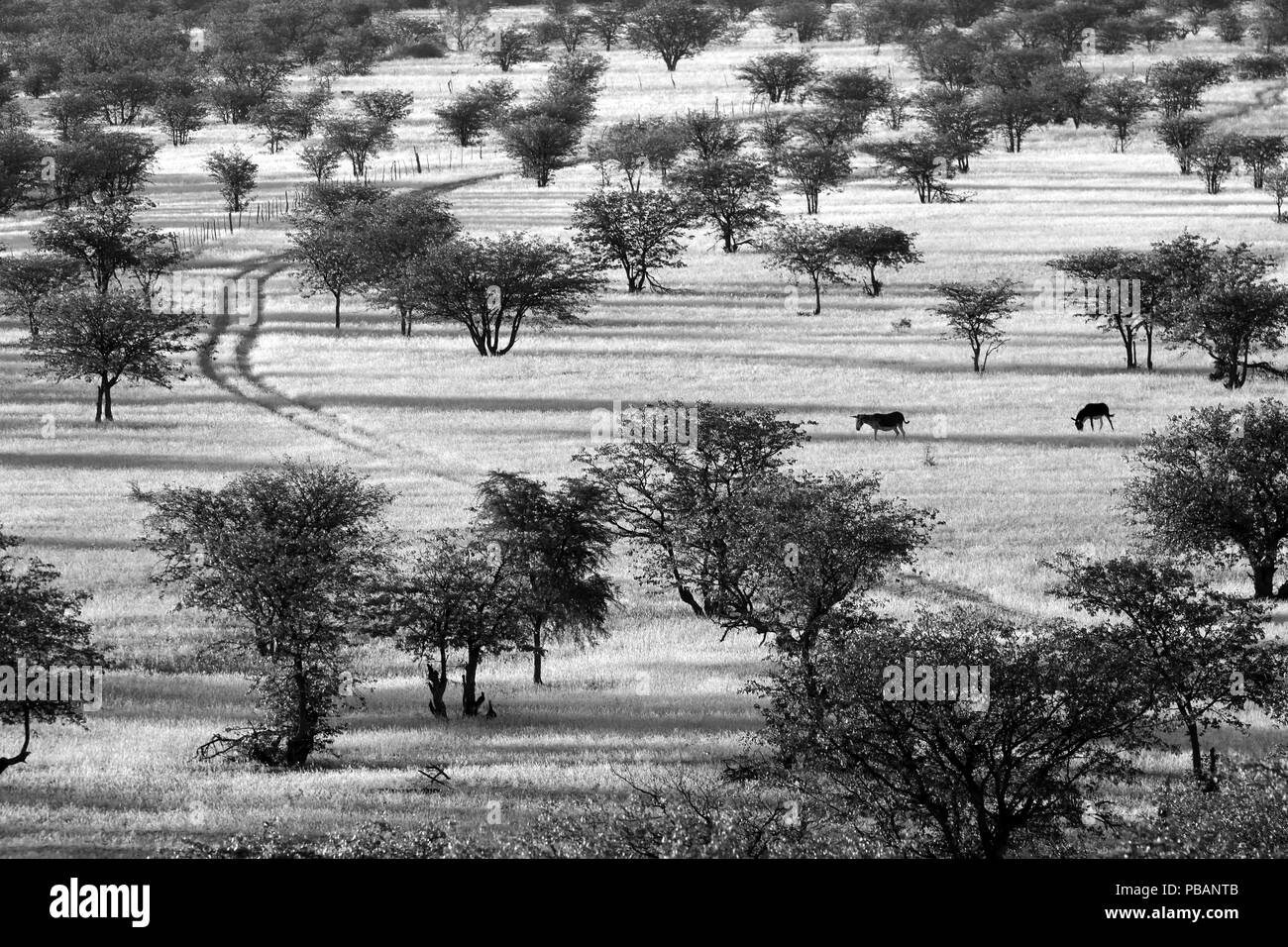 Immagine monocromatica di una coppia di asini camminando attraverso il bosco di mopane vicino Madisa camp, Damaraland, Namibia, con lunghe ombre della sera. Foto Stock