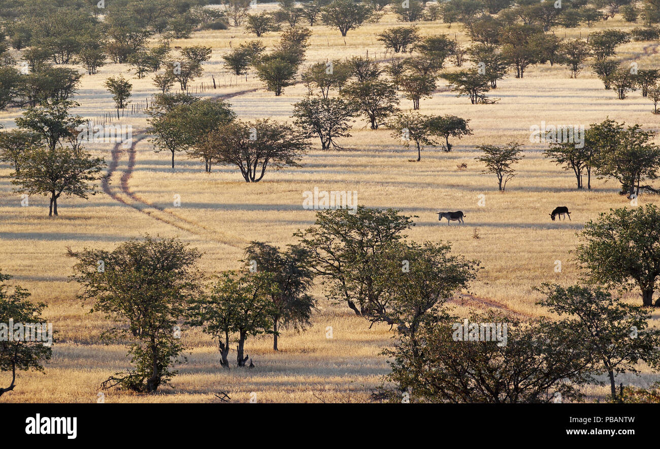 Una coppia di asini camminando attraverso il bosco di mopane vicino Madisa camp, Damaraland, Namibia, con lunghe ombre della sera. Foto Stock