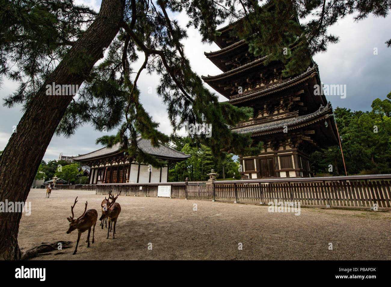 Kofukuji una volta era un importante centro per il Buddismo in Giappone. Poiché è stato stabilito dal clan Fujiwara che governarono il Giappone al momento, inoltre retai Foto Stock