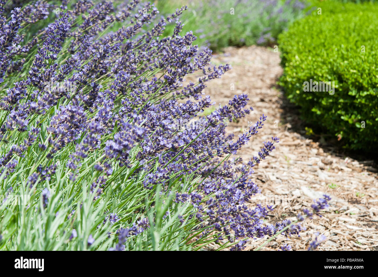 La lavanda che cresce in un giardino Foto Stock