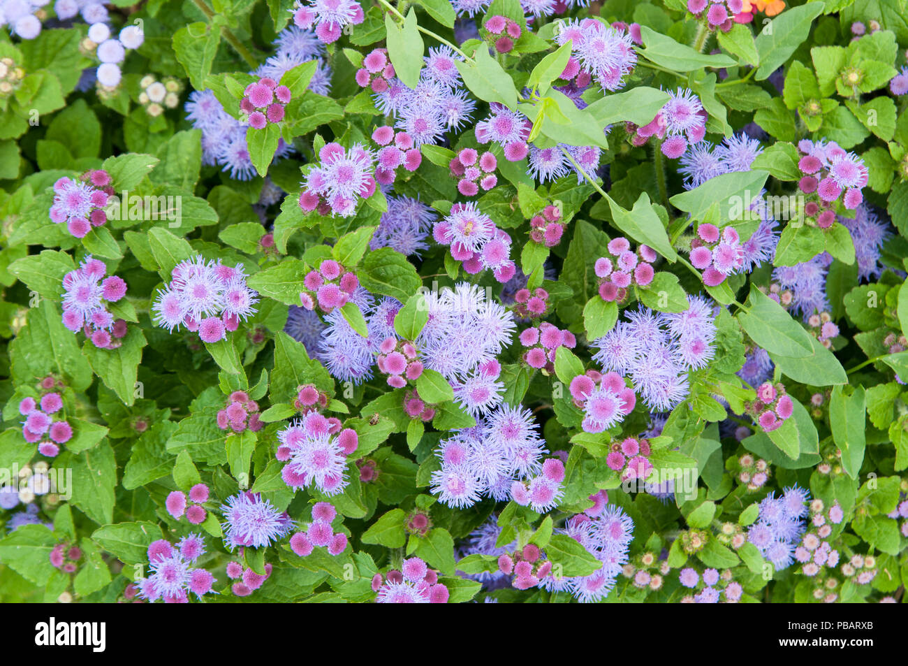 Grazioso e piccolo viola fiori da giardino Foto Stock