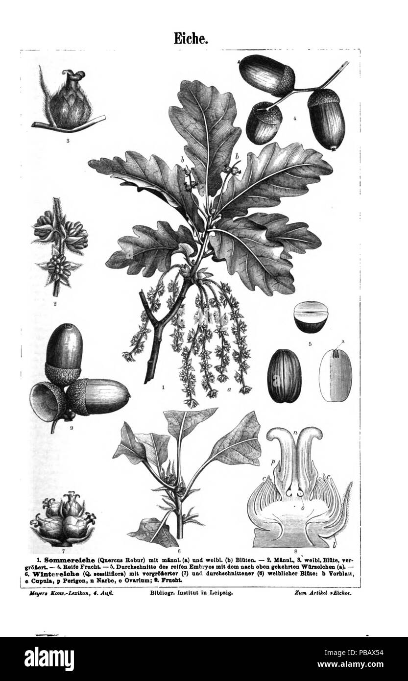 . Deutsch: Bildtafel "Eiche" (Quercus robur e Quercus sessiliflora) . circa 1885 1038 Meyers b5 s0354a Foto Stock