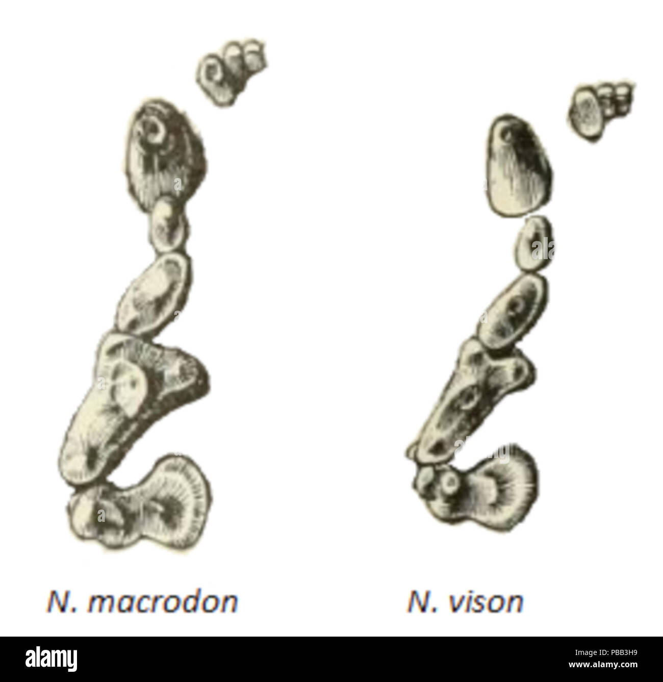 1079 N. macrodon &AMP; N. vison dentizione Foto Stock