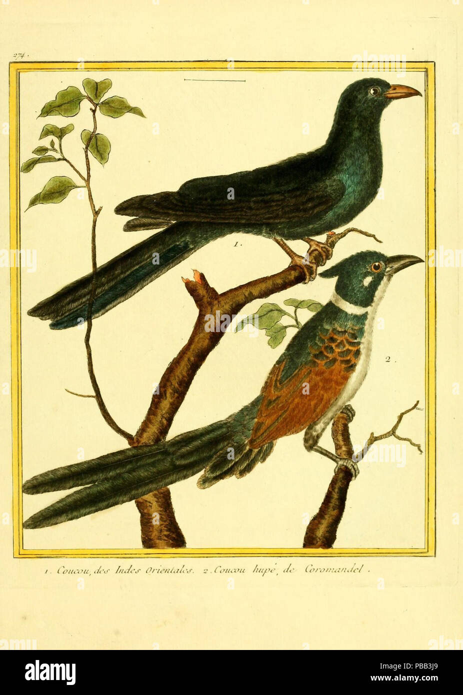 Planches enluminées d'histoire Naturelle / Parigi? :S.n.,1765-1783? http://biodiversitylibrary.org/page/35207153 1079 N154 w1150 Foto Stock