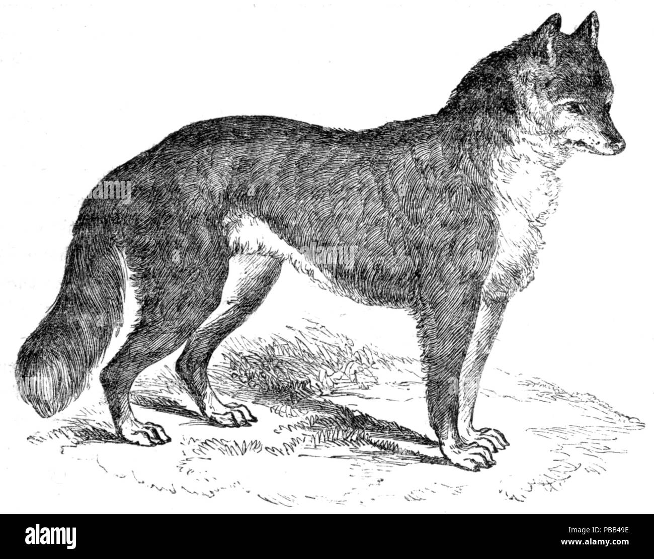 1083 cane nativo o Dingoe Foto Stock