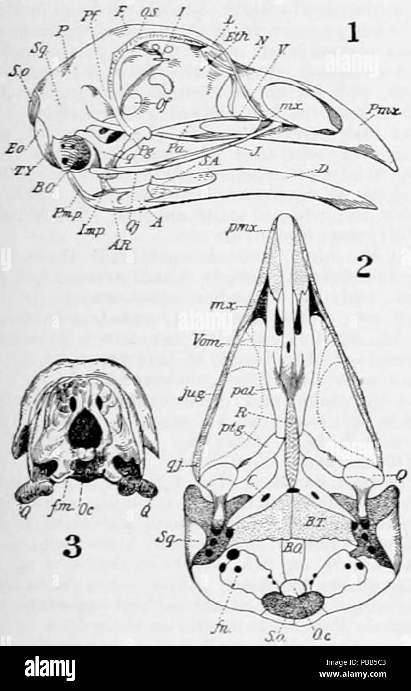 1101 NIE 1905 Bird - Cranio Foto Stock