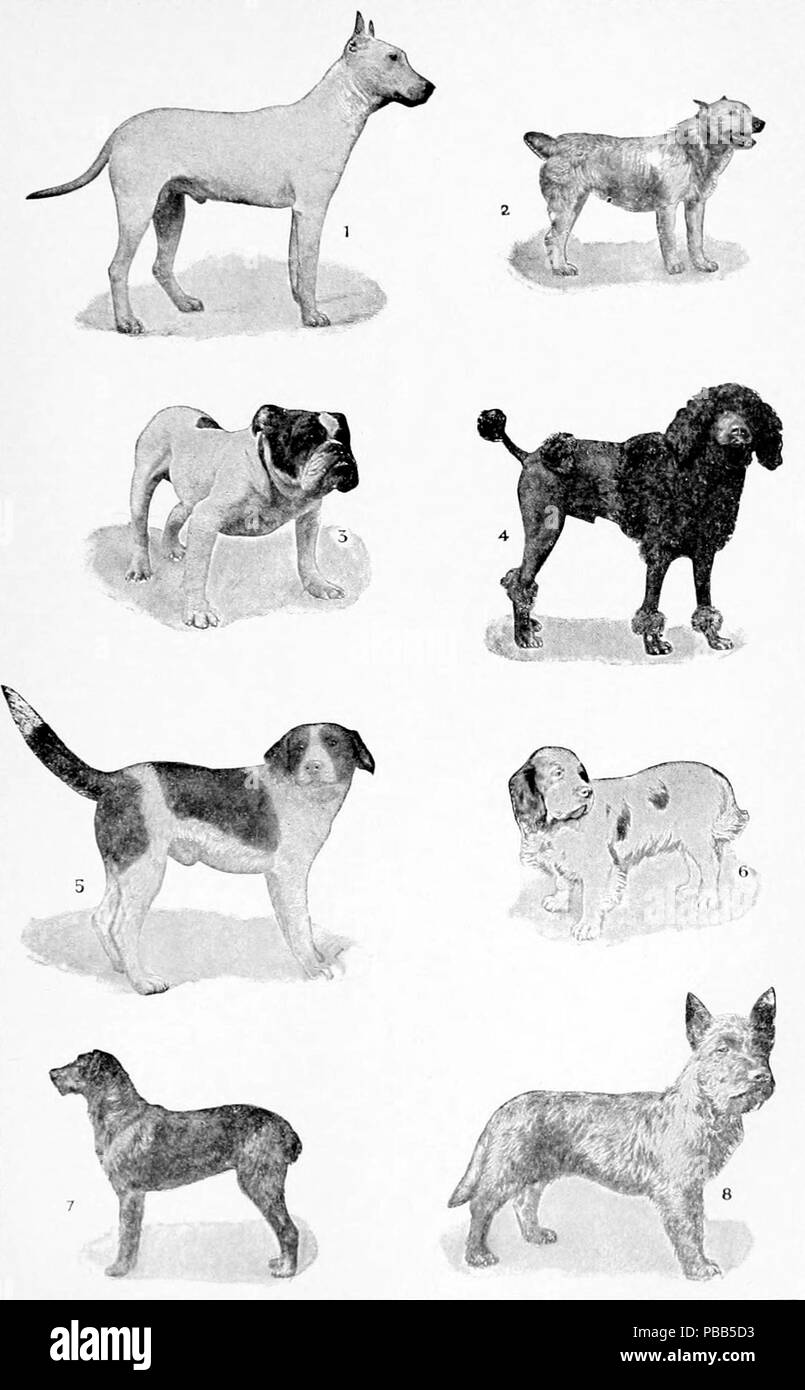 1101 NIE 1905 cane - terrier, épagneuls, etc Foto Stock