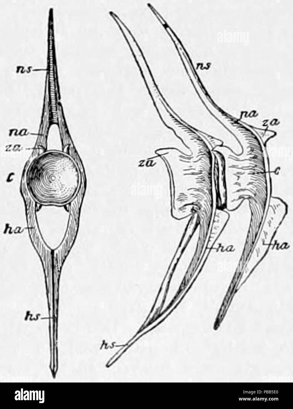 1101 NIE 1905 Pesci - Pesce osseo vertebra Foto Stock