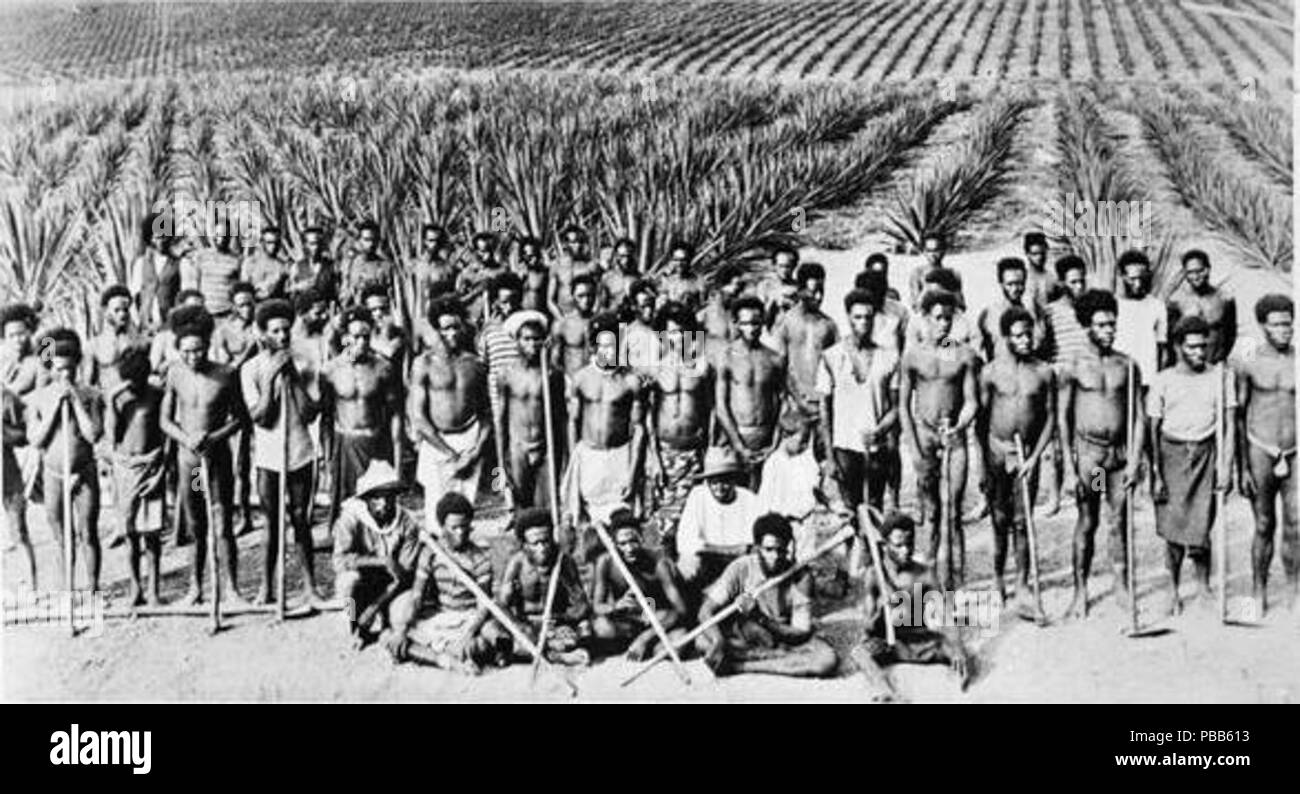 . Mare del Sud islander (a.k.a. Kanaka) operai su un Queensland piantagione di Ananas, 1890s. circa 1890 1104 Nla pic-un24494586 del mare del sud isolani Foto Stock