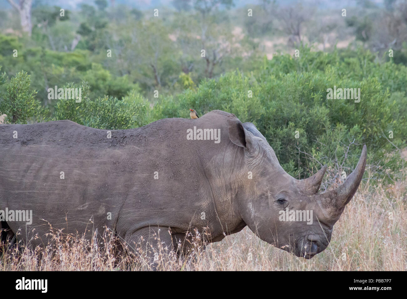 Rhino in piedi nel prato circondato da alberi e cespugli Foto Stock