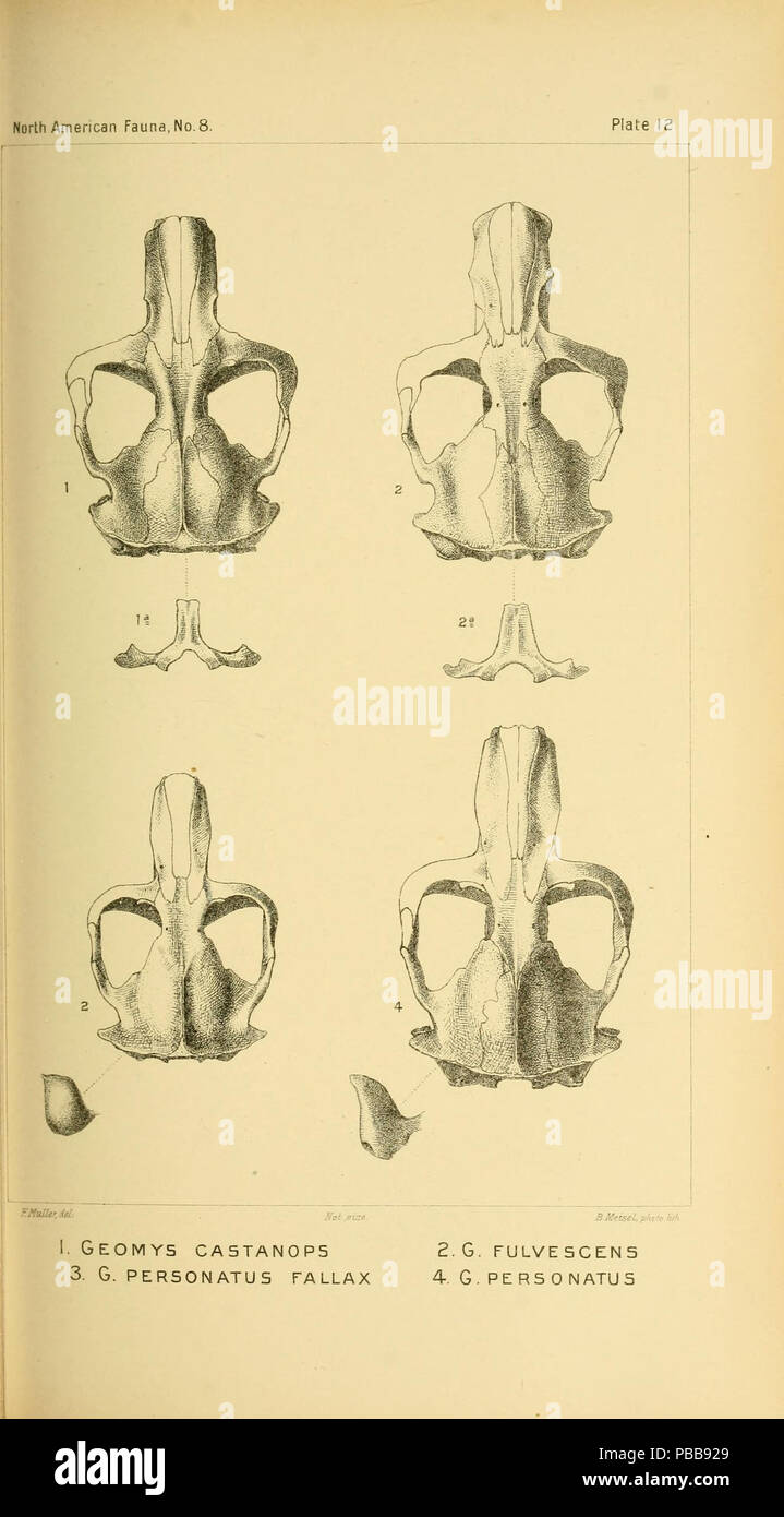 1116 North American Fauna n. 8 piastra 12 Foto Stock