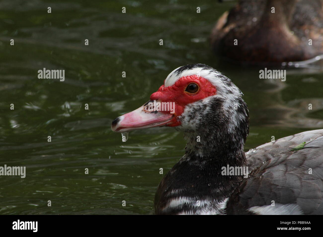 L'anatra muta Foto Stock