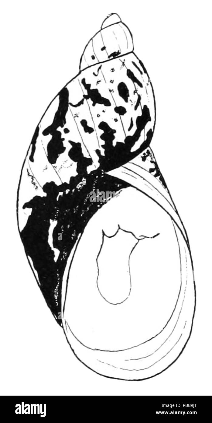 1120 Novisuccinea chittenangoensis Foto Stock