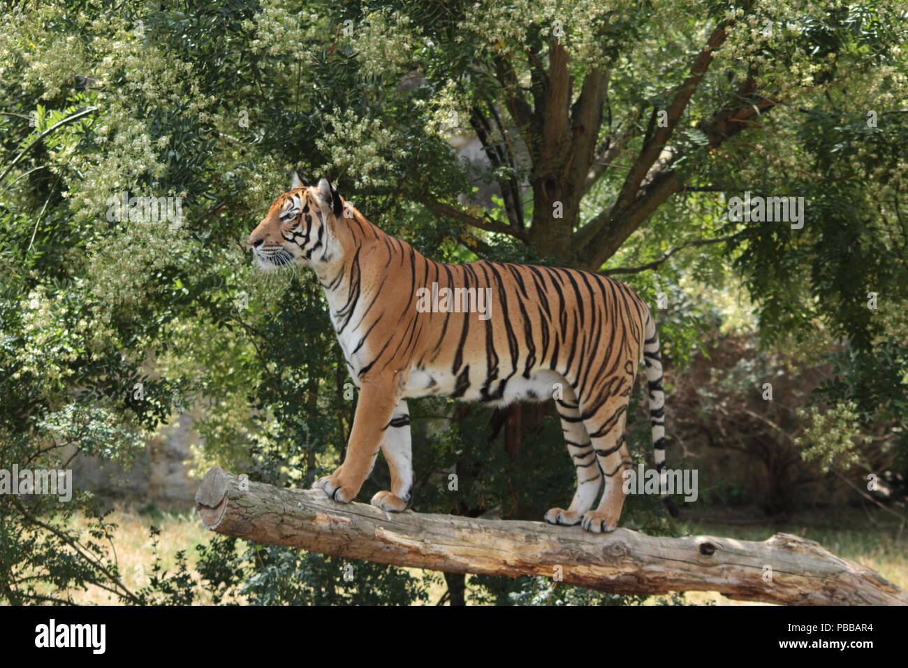 La Tigre: la malese Foto Stock