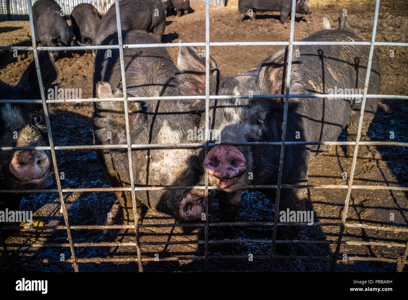 Un Berkshire shoat in Cope, Colorado Foto Stock