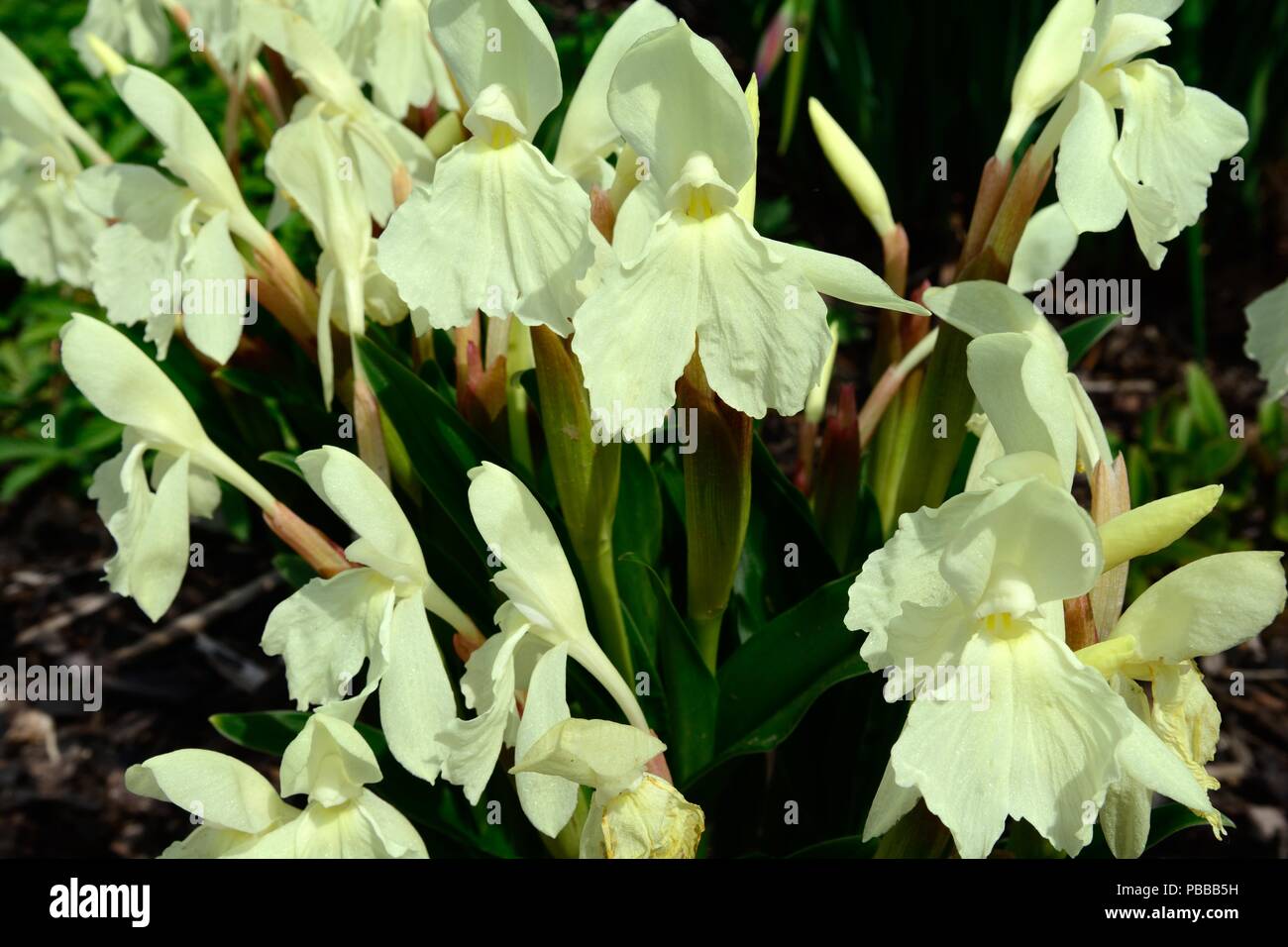 Roscoea Kew bellezza fiori primula pallido fiori gialli Foto Stock